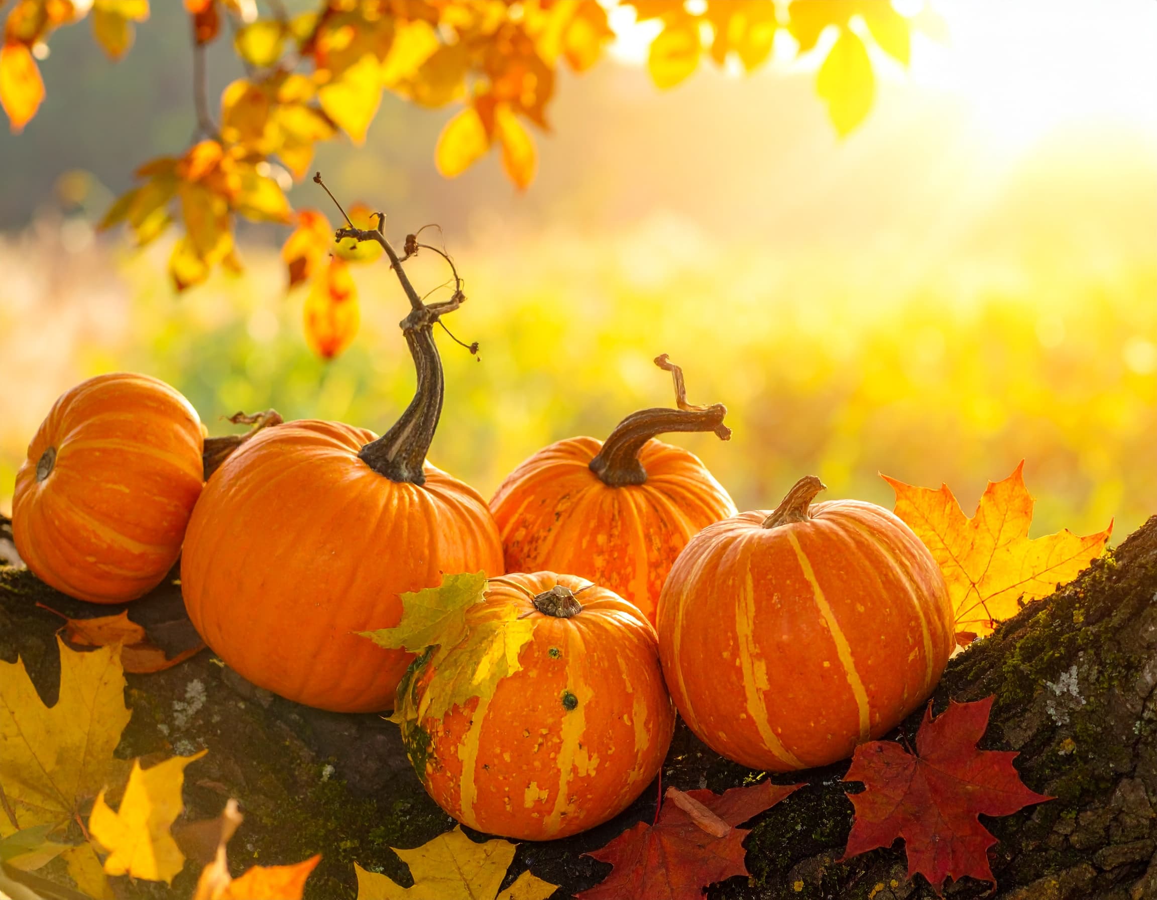 Brillen Bauer Optiker Eschborn